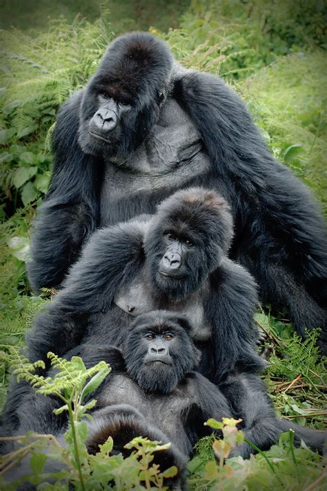 Gorilla family | The Silverback Ubumwe overlooking his subje… | Flickr