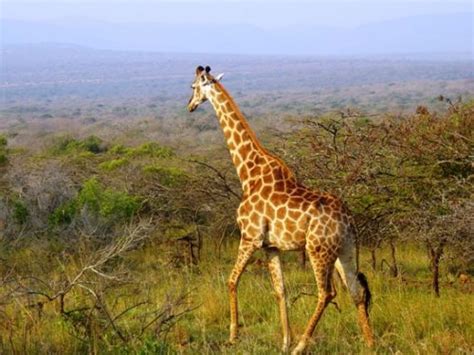 African Giraffe Facts | Anatomy, Diet, Habitat, Behavior - Animals Time