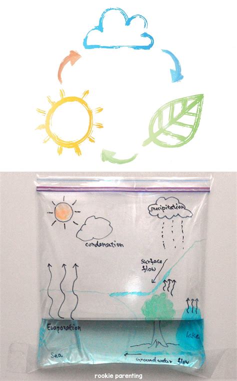 Water Cycle Project in 2024 | Water cycle, Science experiments for ...