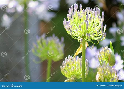 Budding Flowers stock image. Image of copy, plant, foliage - 136233