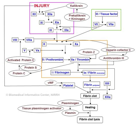 COAGULATION FACTOR