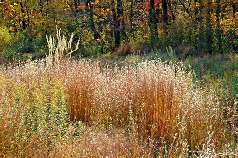 1000 Big Bluestem Seeds American Native Prairie Grass Andropogon gerardii