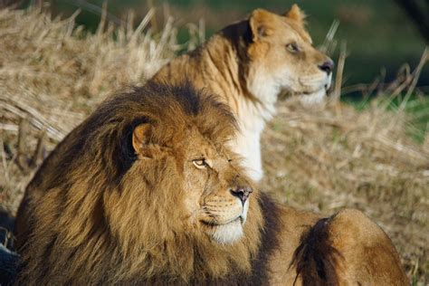 New $450-million Vancouver Zoo to take over Queen Elizabeth Park | Urbanized