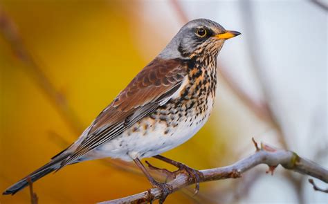 Fieldfare by Peter Garrity - BirdGuides