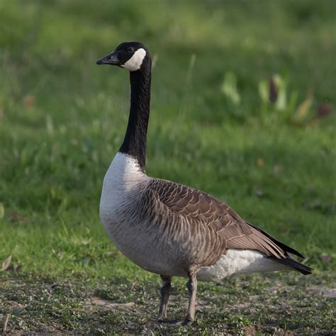 Hazards Ahead: The Canada Goose - McCloud Services