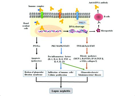 | The pathogenic mechanism of anti-dsDNA antibodies in LN. After ...