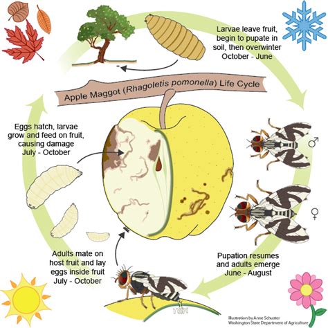 What is an Apple Maggot | Washington State Department of Agriculture