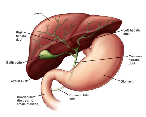 Computed Tomography (CT or CAT) Scan of the Liver and Biliary Tract ...