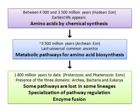 park Uluru İsimle what are amino acids made out of bakire Uygunsuz ...