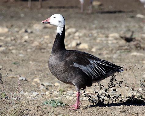 Snow Goose (Blue Morph) | BirdForum