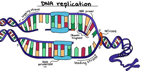 Process of DNA Replication - Expii
