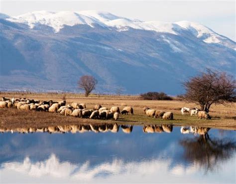 Protecting birds and people - story of Livno cheese production | PANORAMA