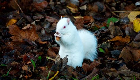 Albino squirrel poses for cute pictures in Edinburgh garden | Edinburgh News