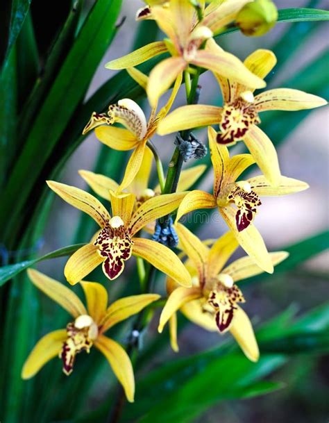 Wild Orchids. Borneo. stock photo. Image of saravak, botany - 14102498