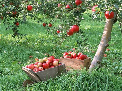 Earthworks, St. Peter, Minnesota: Apple Trees?