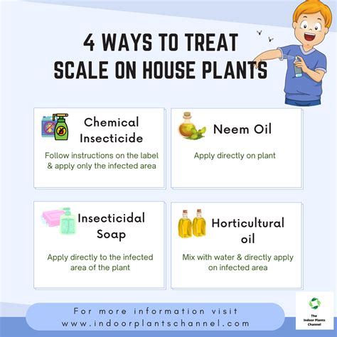 How To Prevent Scale On Houseplants