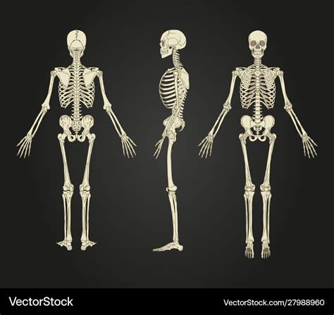 Full human skeleton design Royalty Free Vector Image