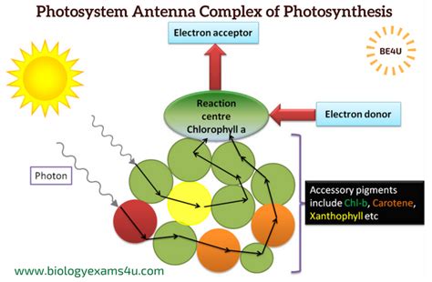 What are Photosystem? Definition and Summary of PS I and PS II ~ Biology Exams 4 U