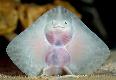 How about this baby stingray? : r/aww