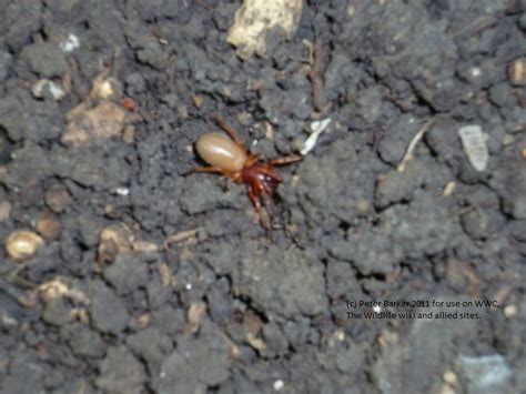 Woodlouse Spider | British Wildlife Wiki | FANDOM powered by Wikia