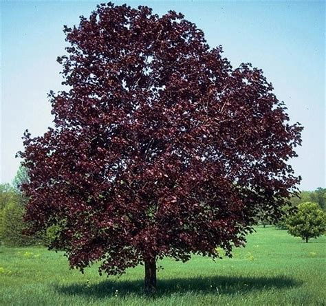 Royal Red Norway Maple | Shade trees, Red maple tree, Michigan trees