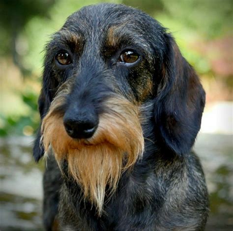 45+ Wire Haired Dachshund Missouri Image - Bleumoonproductions