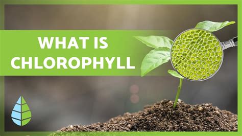 What is CHLOROPHYLL 🌿 Function, Types and more 👇 - YouTube