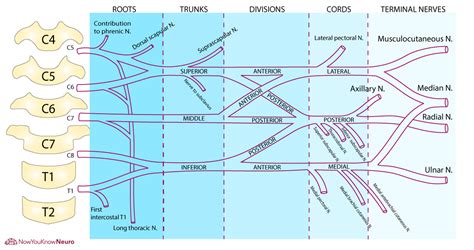 Brachial Plexus and Upper Extremity Neuropathies | Exam Review