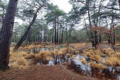 Fontainebleau Forest Hiking Tour from Paris - IntroducingParis.com