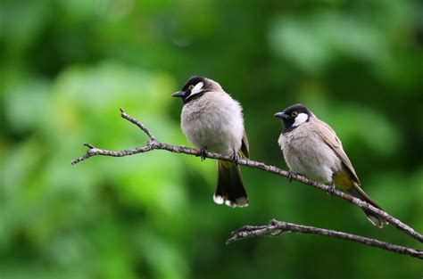 Michigan Birds- List Of Popular Birds Found In Michigan