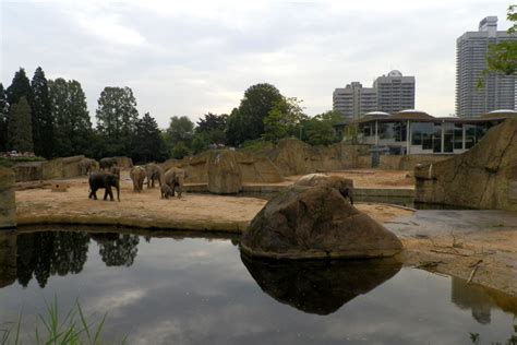 Cologne Zoo listens to piano music | zoosmedia