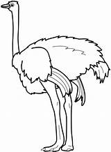 Good Ostrich coloring Page  Download Print Or Color Online For Free sketch template