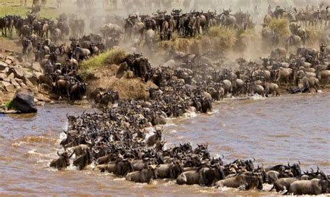 Wildebeest Migration in Masai Mara | Masai Mara Safari