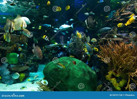 Exotic Fish in the Aquarium Stock Photo - Image of arranging, tank: 94751130