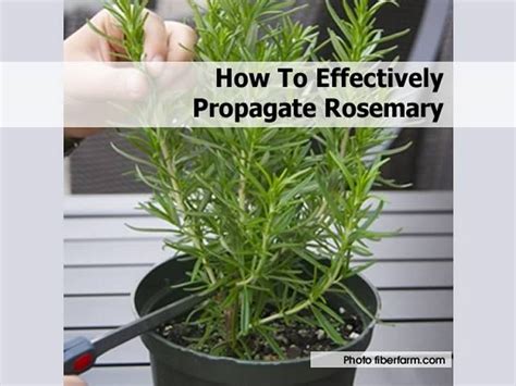 How To Effectively Propagate Rosemary