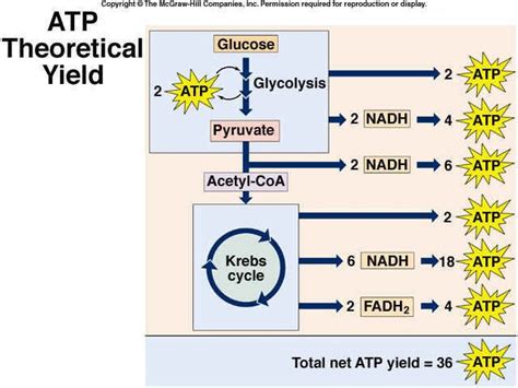 Cellular Respiration | Biochemistry, Biology lessons, Physiology