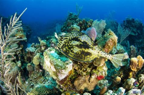 The Ultimate Guide to Diving in Roatan, Honduras. | The Very Hungry Mermaid