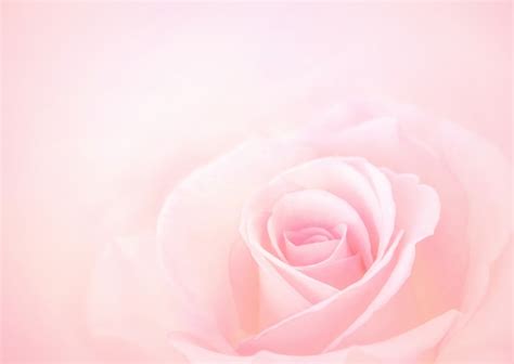 Rose Flowers Background Pictures | Best Flower Site