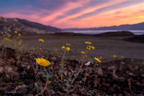 Death Valley Super Bloom · Escapees RV Club