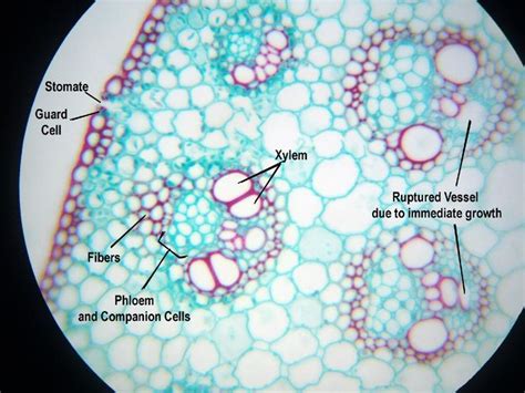 Monocot Stem Cross Section