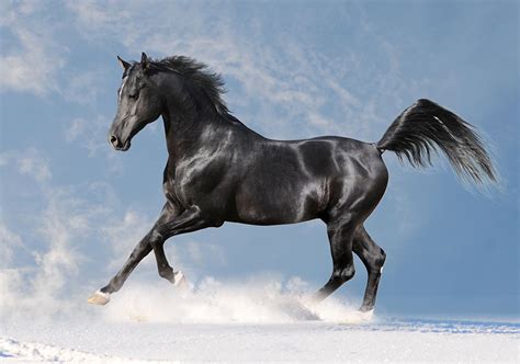 Pictures Horses Run Black Animals Running | Horses, Beautiful arabian ...