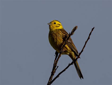 Female Yellowhammer Yellowhamer - Free photo on Pixabay - Pixabay