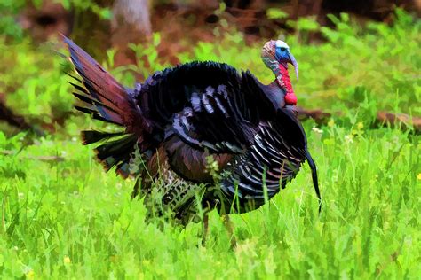 Wild turkey gobbler in a fiield showing off his wattle paintography Photograph by Dan Friend ...