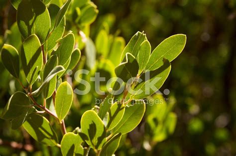 Herbal Bearberry Leaves Stock Photo | Royalty-Free | FreeImages