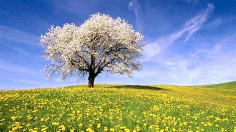 nature, Landscape, Trees, Flowers, Sky Wallpapers HD / Desktop and ...