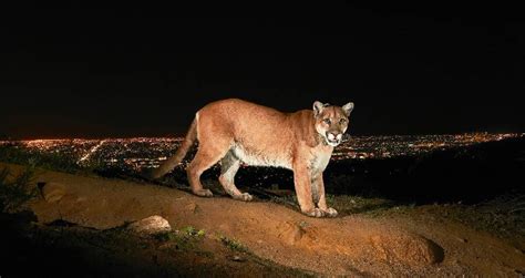 L.A.'s Famous Mountain Lion P-22 Euthanized After Vehicle Strike