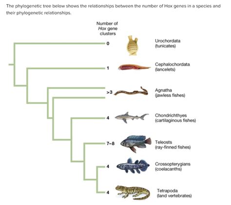 Solved The phylogenetic tree below shows the relationships | Chegg.com