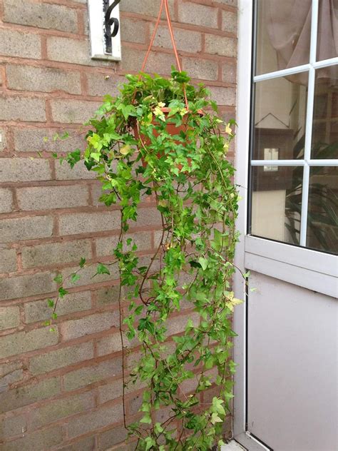 1 English Ivy Hedera Hhelix Climber Plant in Hanging Basket - Ivy ...