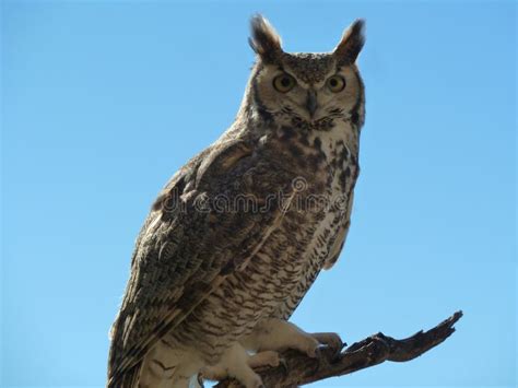 Great Horned Owl stock image. Image of museum, horned - 104635967