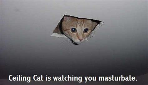 [Image - 16660] | Ceiling Cat | Know Your Meme